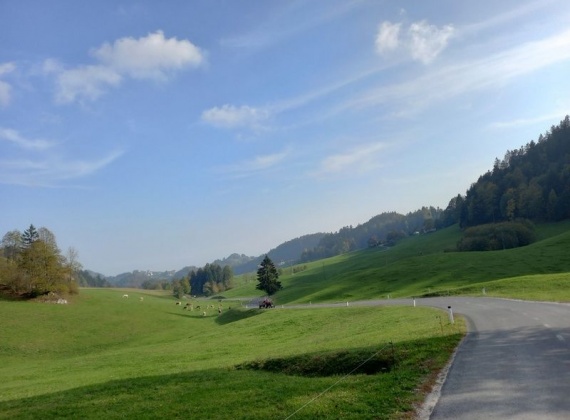 Meadows and cows