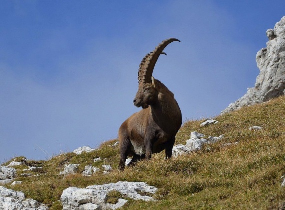 Symbol of Triglav National Park