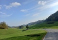 Meadows and cows
