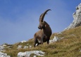 Symbol of Triglav National Park